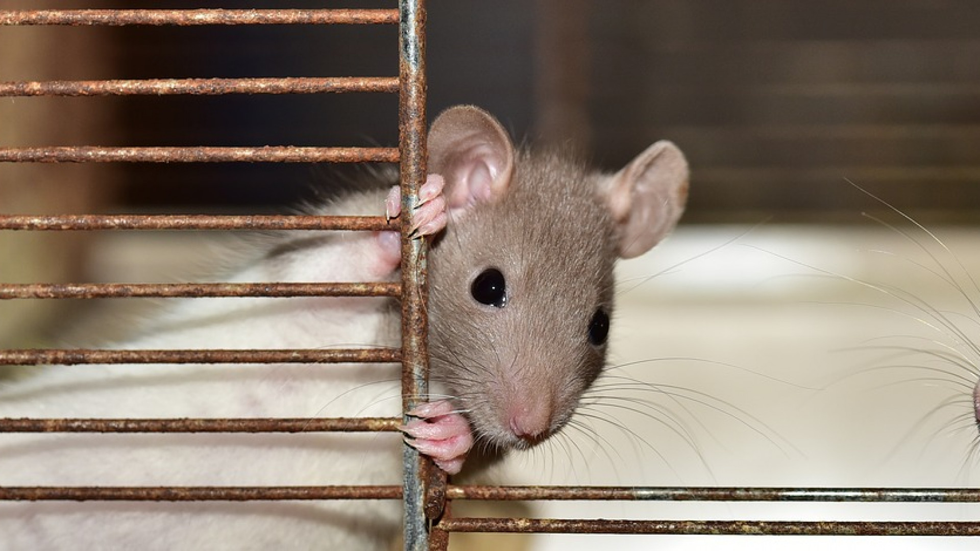 Entreprise pour se débarrasser des souris à Lyon