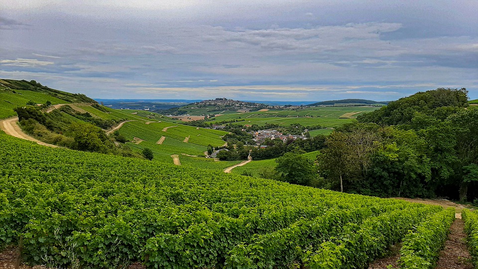 acheter vignoble loire